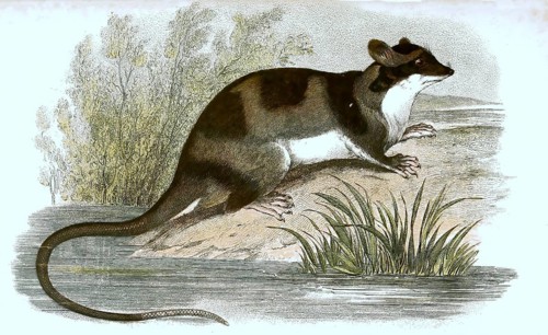 Water opossum,