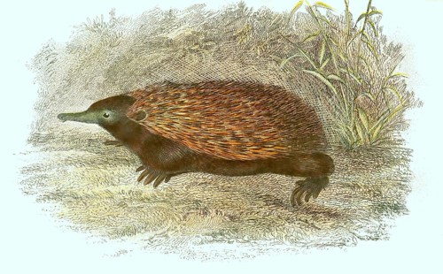 Short-beaked echidna,