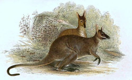 Red-necked wallaby,