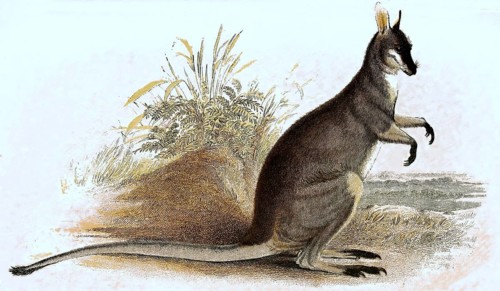 Whiptail wallaby,