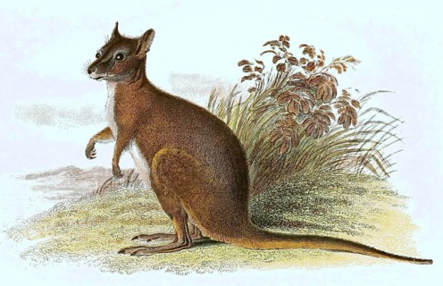 Derby wallaby,