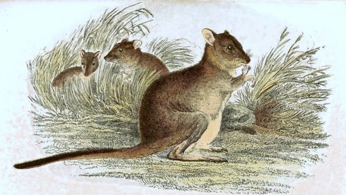 Kangaroo rat,