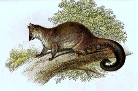 Grey Couscous, also known as northern common cuscus