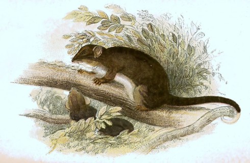 Tasmanian ring-tailed phalanger, digitally restored reproduction of a 19th century original