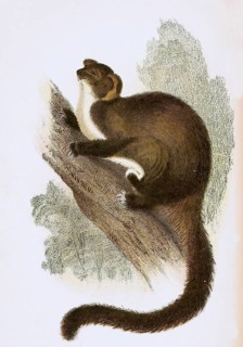 Sugar gliders,