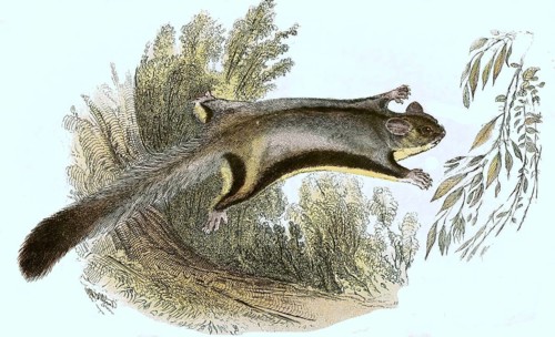 Sugar gliders,