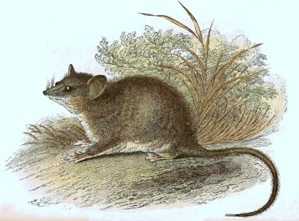 Eastern pygmy possum,