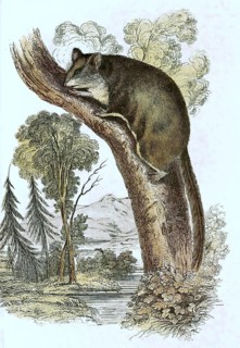 Squirrel glider,