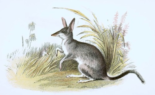 Greater bilbies,