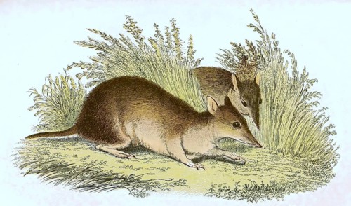 Long-nosed bandicoot,