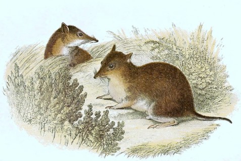 Large southern brown bandicoot,