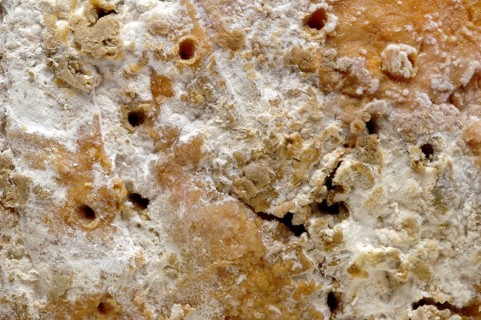 Blue Stilton or simply Stilton is an English blue cheese made from pasteurised cow's milk with a minimum of 48-55% fat in the dry matter, detail of the rind with the puncture holes