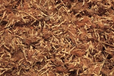 Dried blossoms of medicinal plant bastard tamarinds,