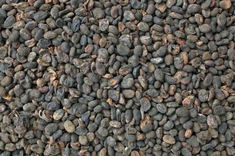 Medicinal plant Malay tea fruit, seed