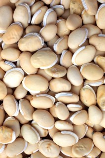 Medicinal plant climbing bean, helmet bean