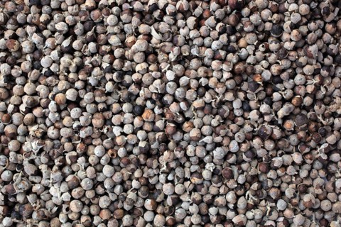 Medicinal plant Monk's pepper, Monk's pepper seeds