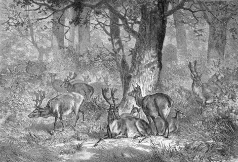 Fallow deer,