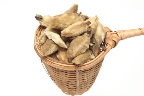 Naturopathy: dried magnolia flowers, Magnolia liliflora