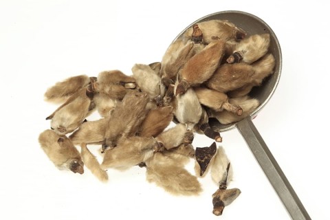 Naturopathy: dried magnolia flowers, Magnolia liliflora
