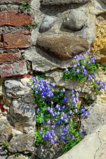 Bearded bellflower,