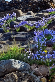 Bearded bellflower,