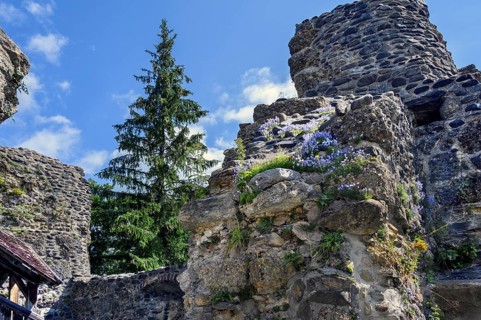 Old wall with spruce and bearded bellflower,