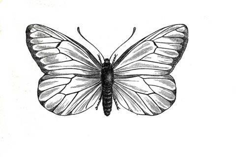 Baumweissling, black-veined white