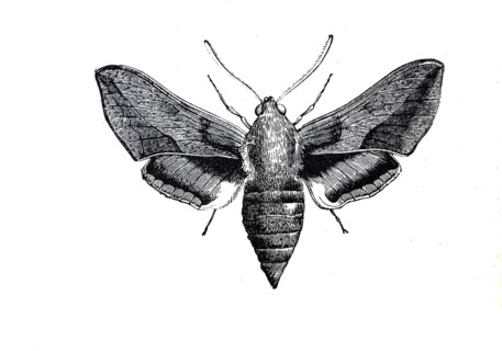 Spurge hawk-moth,