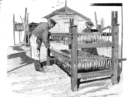 Fishing, processing of fish