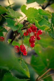 Macro shot of currants, Germany
