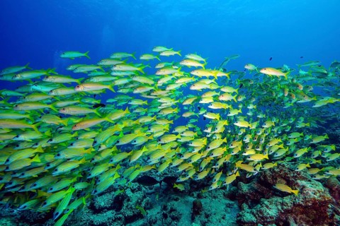 Shoal of bluestripe snapper,