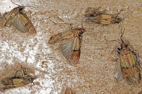 Indianmeal moth,