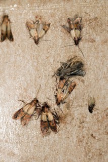 Indianmeal moth,