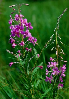 Blooming sally,