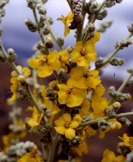 Dense-flowered mullein,