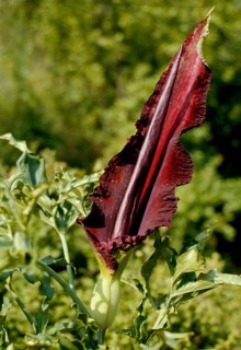 Common dragonwort Dracunculus vulgaris,