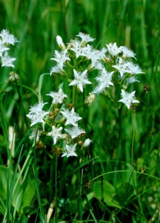 Bog bean,