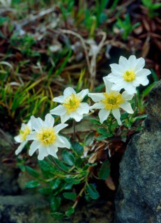 Silverroot Dryas octoptala,