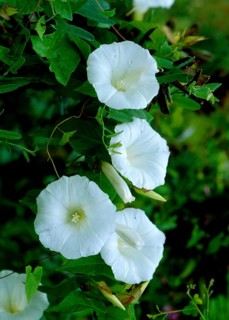 Larger bindweed,