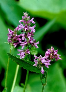 Purple betony,
