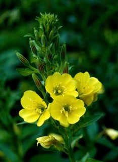 Common evening primrose or Evening star,