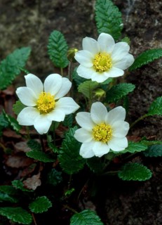 Silverroot Dryas octoptala,