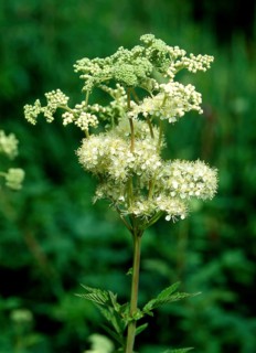 Meadowsweet,