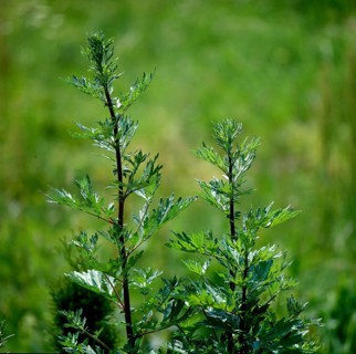 Mugwort or Common wormwood,