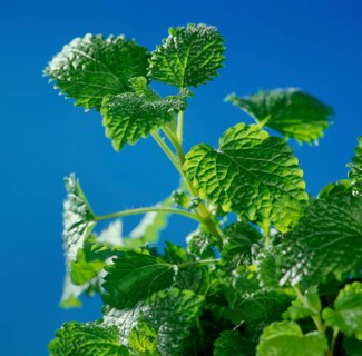 Lemon balm,