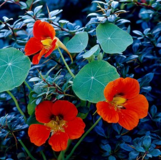 Nasturtium,