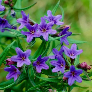Stone seed, Lithospermum caeruleum Purple stone seed Lithospermum purpurocaeruleum