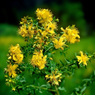 St. John's wort,