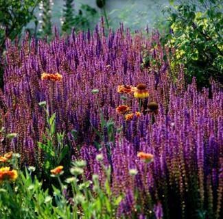 Woodland sage,