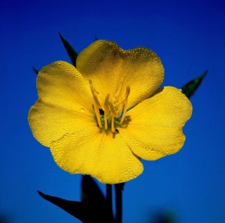 Common Evening Primrose,